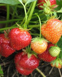 Strawberry plant